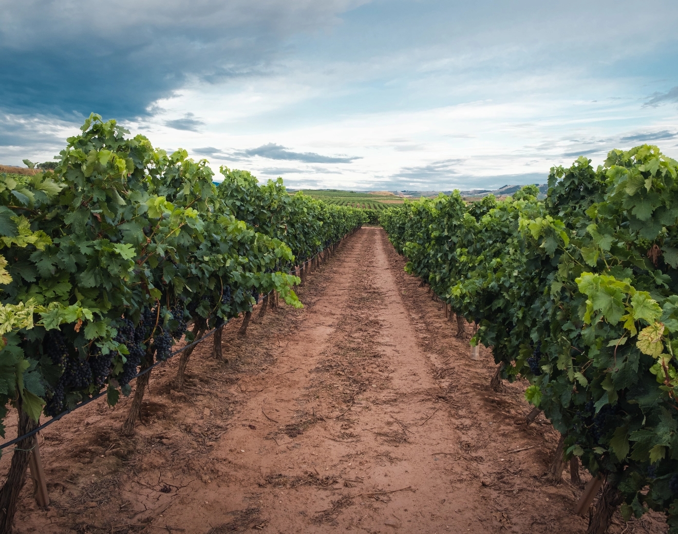 Diez cosas que debes saber del vino y pisco de Tacna y Perú