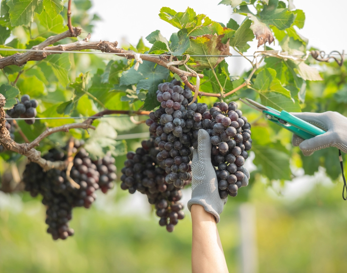 Diez cosas que debes saber del vino y pisco de Tacna y Perú