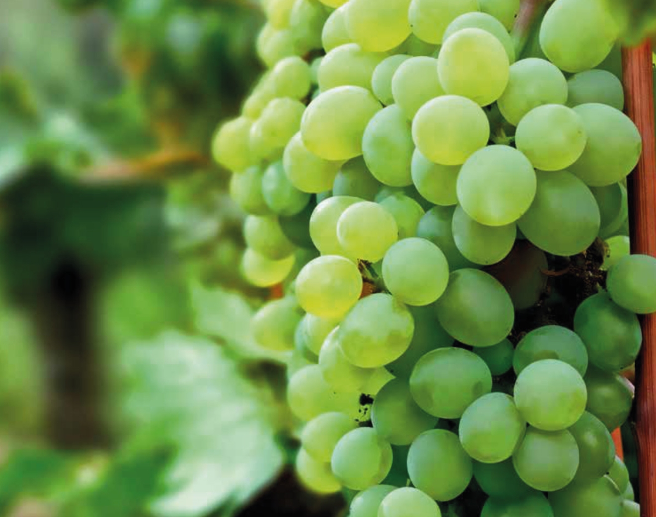 Diez cosas que debes saber del vino y pisco de Tacna y Perú